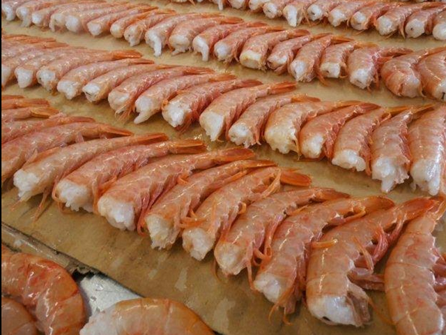 image of Shrimp